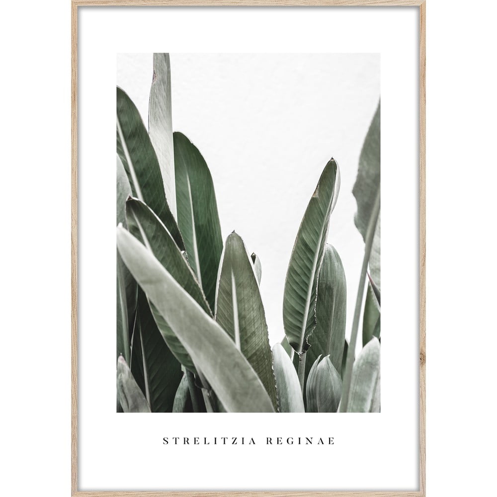 Kép 50x70 cm Strelitzia – Styler